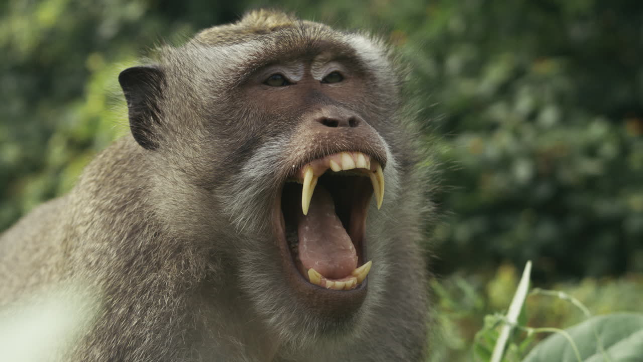 Monkey with mouth open wide, slow motion , Indonesia