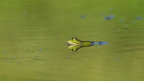 a frog captured on the water surface of a pond