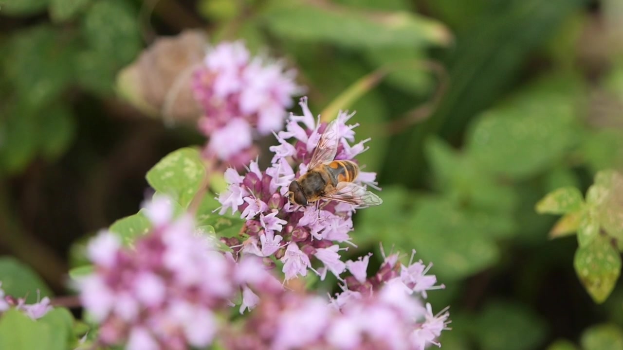 Detailed close-up of a bee gathering nectar from a flowering plant