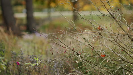 close-up of bare shrub branches in an autumnal setting