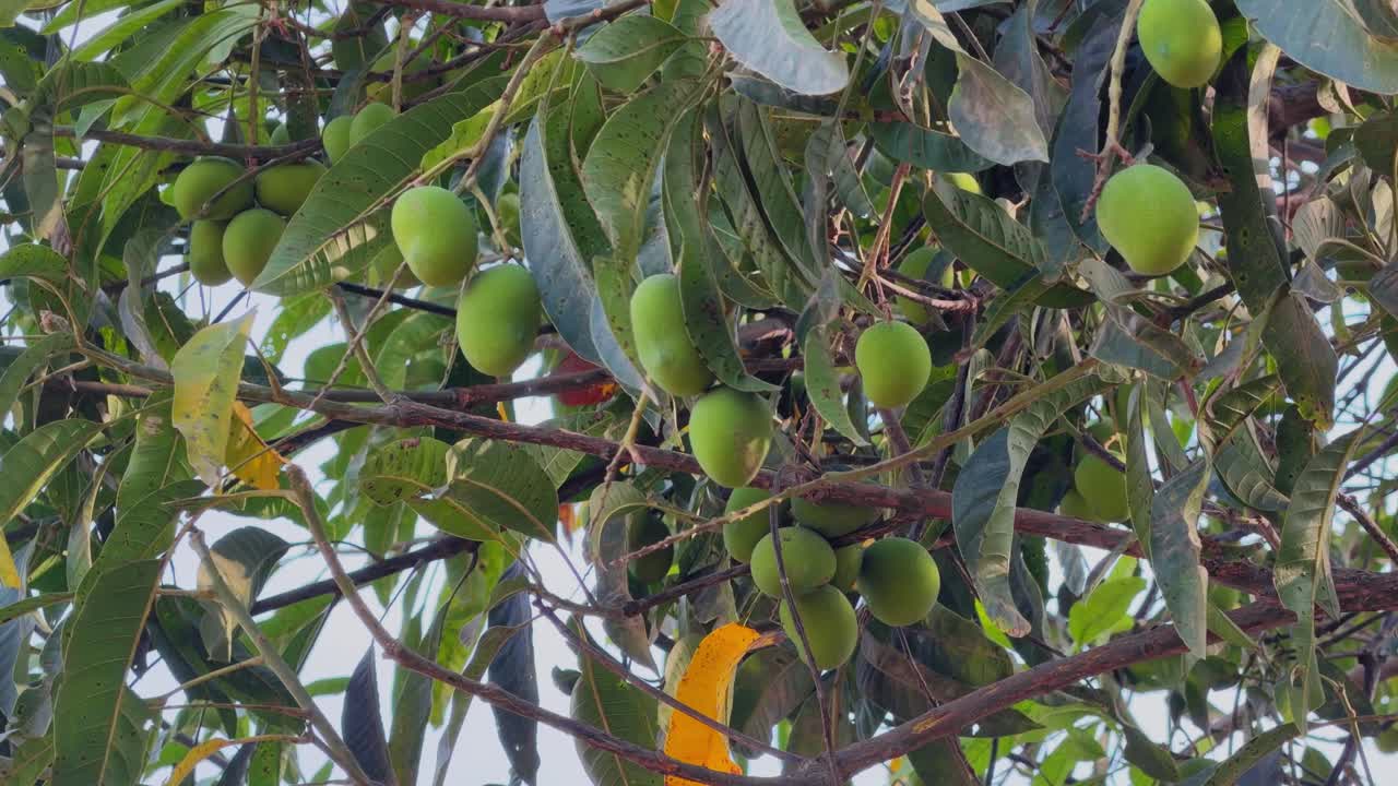 Grappolo di manghi verdi acerbi che ondeggiano dolcemente al vento al rallentatore, foglie che si muovono delicatamente con la luce del sole che filtra tra i rami in un tranquillo ambiente tropicale all'aperto.