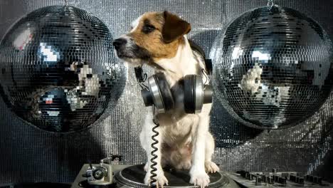 Dog-Disco-4K-04