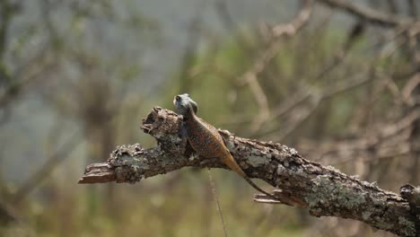 agama lizard moves fast on tree branch to catch and eat flying insect