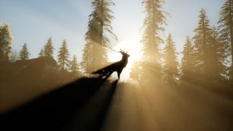 deer male in forest at sunset