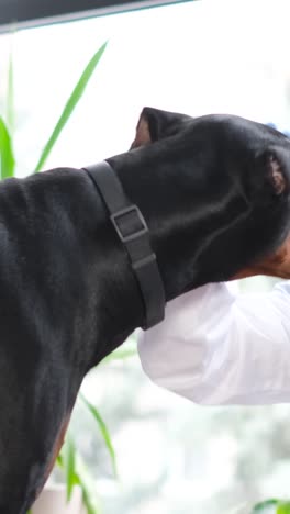 dog examination at the vet