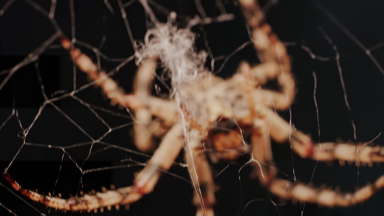 Close up of a spider sitting in its web, showing intricate details of its body and fine silk threads