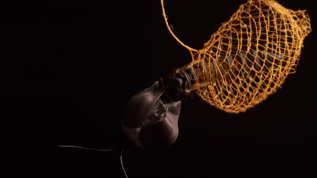 Time-lapse of Urodid moth emerging from its cocoon and drying its wing, metamorphosis