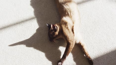 Over-head-view-of-cat-relaxing-on-the-floor-at-home