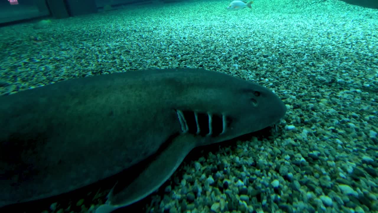un tiburón branquial yace quieto en el suelo del acuario