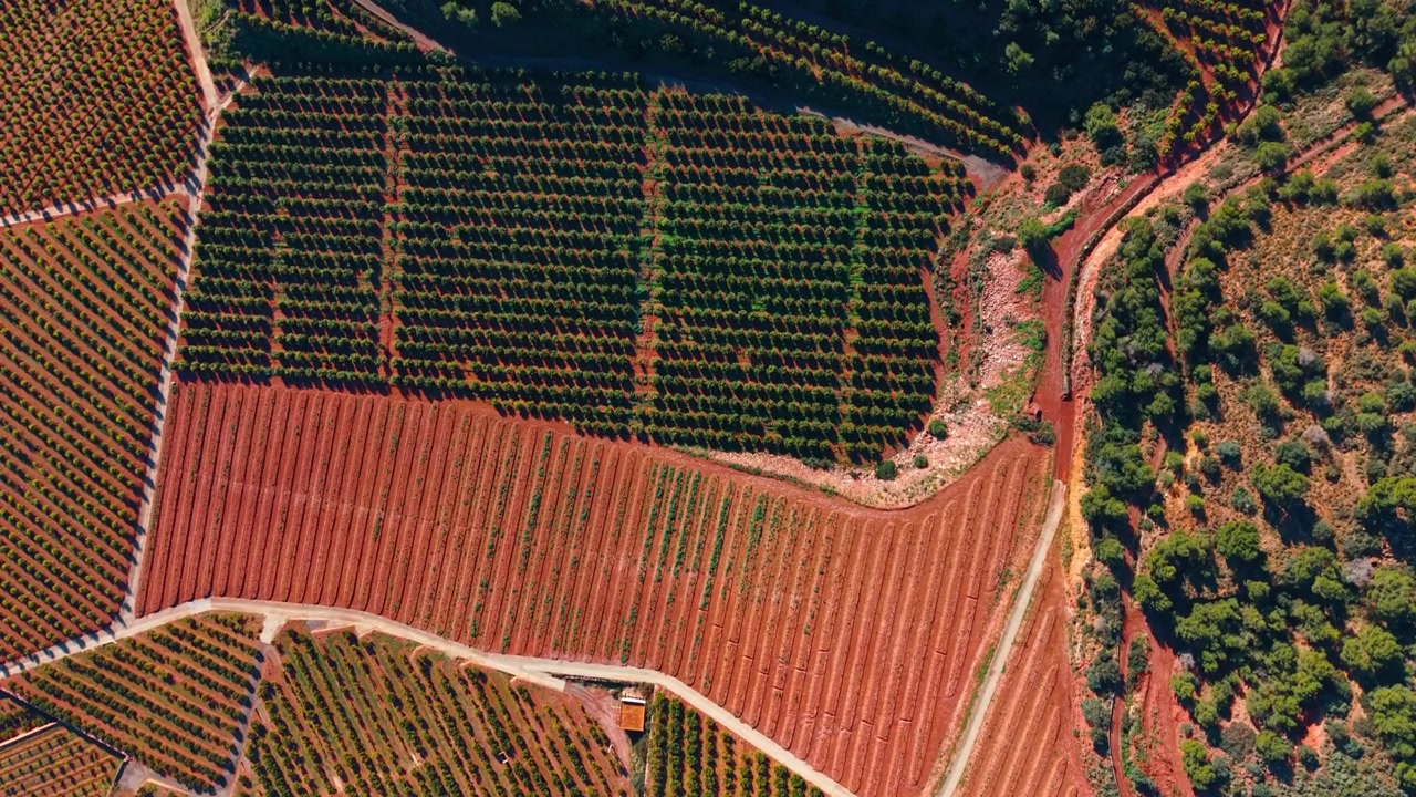 Filari di agrumeti su terreno rosso. Prospettiva zenitale dall'alto che mostra file organizzate di alberi di agrumi su terra color terracotta con una strada rurale e il bordo di una foresta