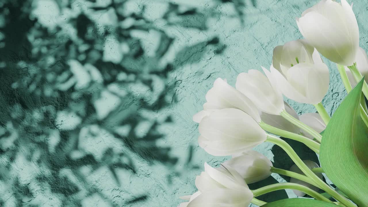 White tulip flowers on the right side casting shadows on textured blue wall. Floral spring composition. Springtime and Easter celebration concept. copy space.