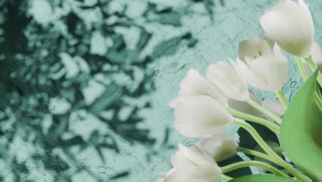 white tulip flowers on the right side casting shadows on textured blue wall. floral spring composition. springtime and easter celebration concept. copy space.