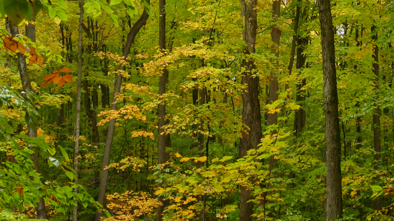 impresionante follaje otoñal con hojas coloridas - paisaje forestal en ontario, canadá - jib up, plano medio