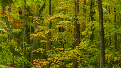 Impresionante-Follaje-Otoñal-Con-Hojas-Coloridas---Paisaje-Forestal-En-Ontario,-Canadá---Jib-Up,-Plano-Medio