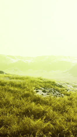 Vibrant green landscape with glowing ambiance during bright daylight