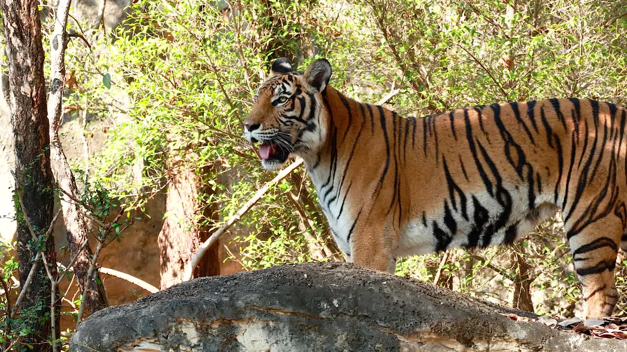자연 동물원 에 있는 호랑이 가 산책 하고 있다