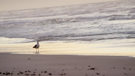 pájaro marino caminando por la costa de una playa en sudáfrica