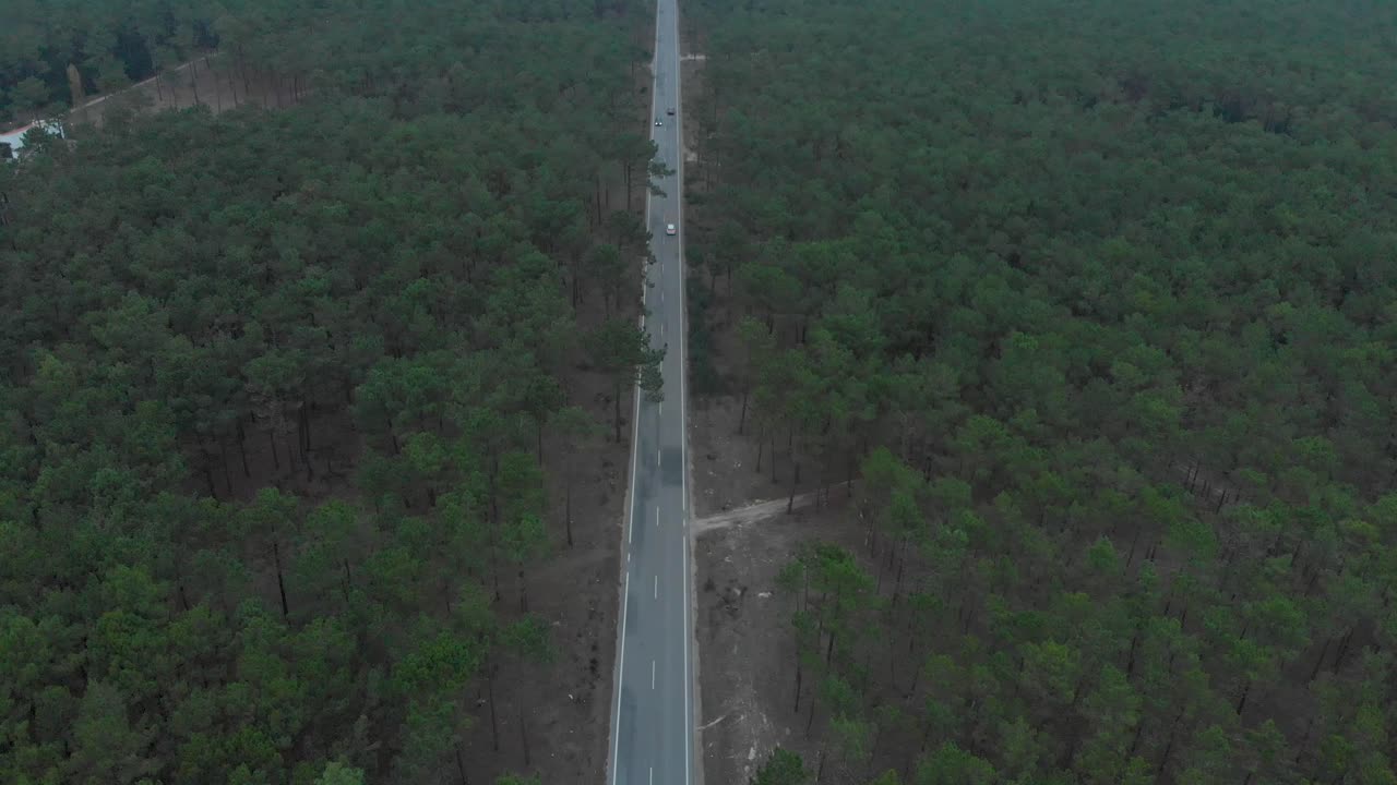 vista aérea de una carretera que divide un hermoso bosque de pinos