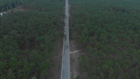 aerial view of a road splitting a beautiful pine wood forest