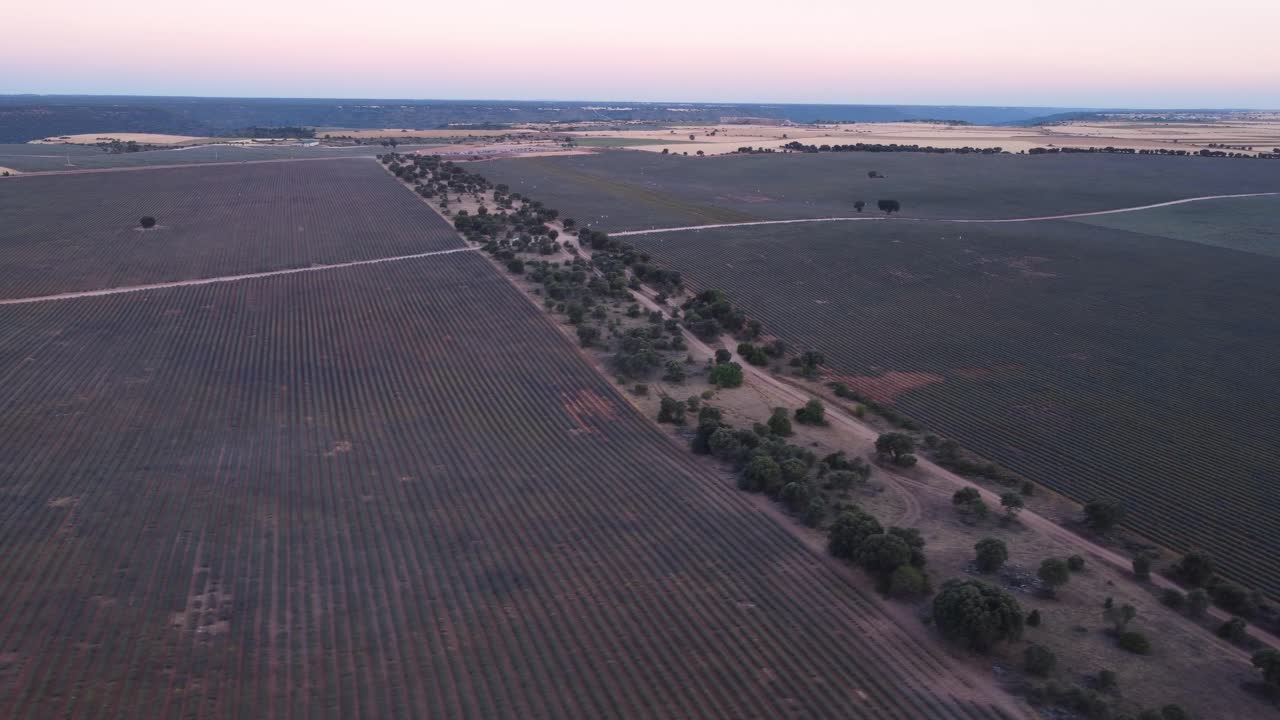 vista aérea del campo de lavanda púrpura en brihuega, guadalajara, españa
