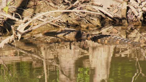 alligator laying at the edge of the water getting the evening's last sun light