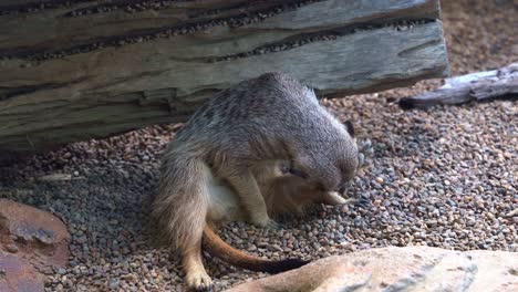 mangosta pequeña, suricata, suricata suricatta sentada en el suelo, lamiendo su pie y repentinamente alertada por el entorno frente a su madriguera a la luz del día, primer plano