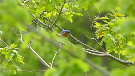 Portrait-of-a-small-colorful-bird-on-a-tree-branch