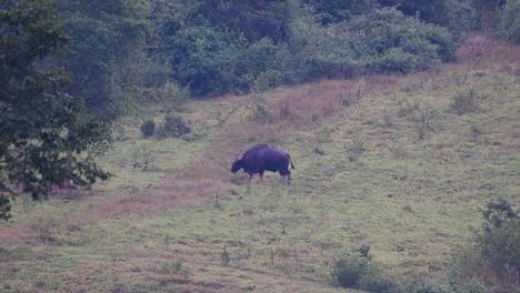 el gaur o el bisonte indio es un animal masivo como el bovino existente más grande encontrado en el sur y sureste de asia que está clasificado como vulnerable debido a la pérdida de hábitat y la caza