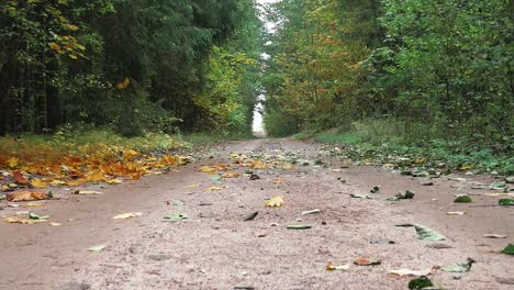 low angle, still shot of forest road in autumn while maple leaves are falling in left side of footage and car is comming from a distance