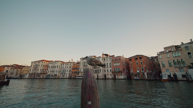 Venice Canal with Seagull