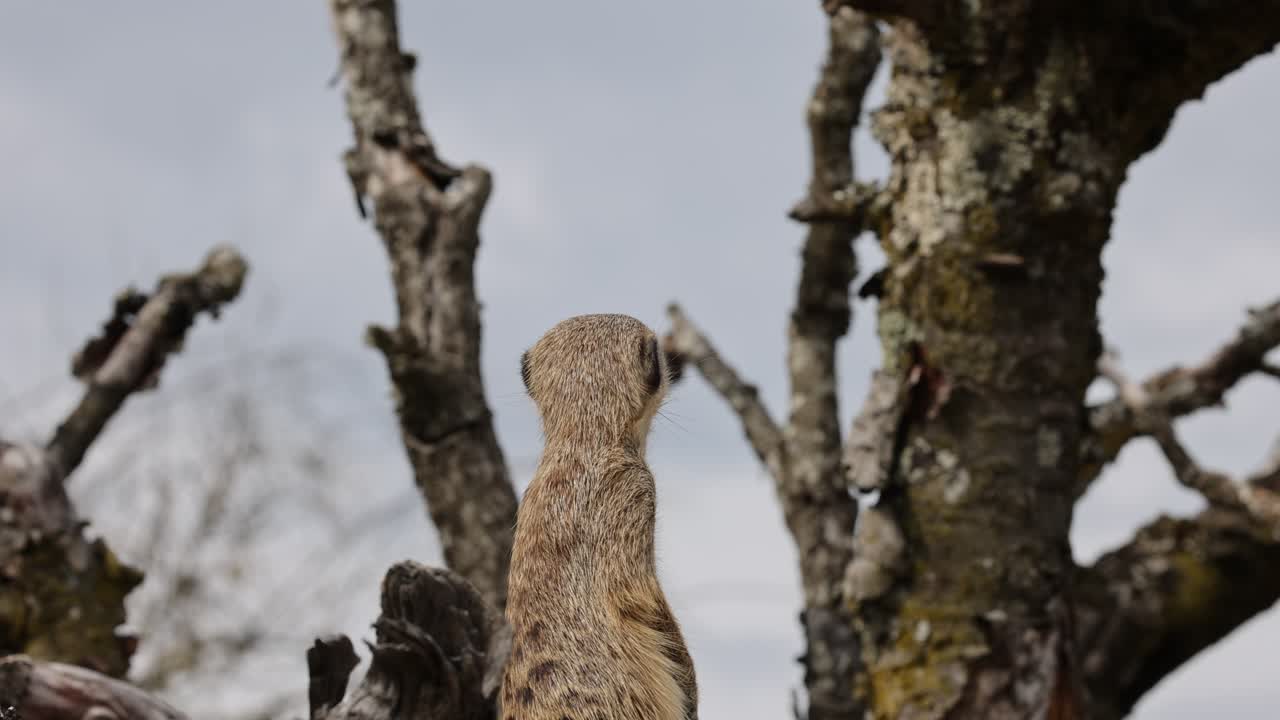 Close up shot of meerkat perched on tree watching around outdoors in nature