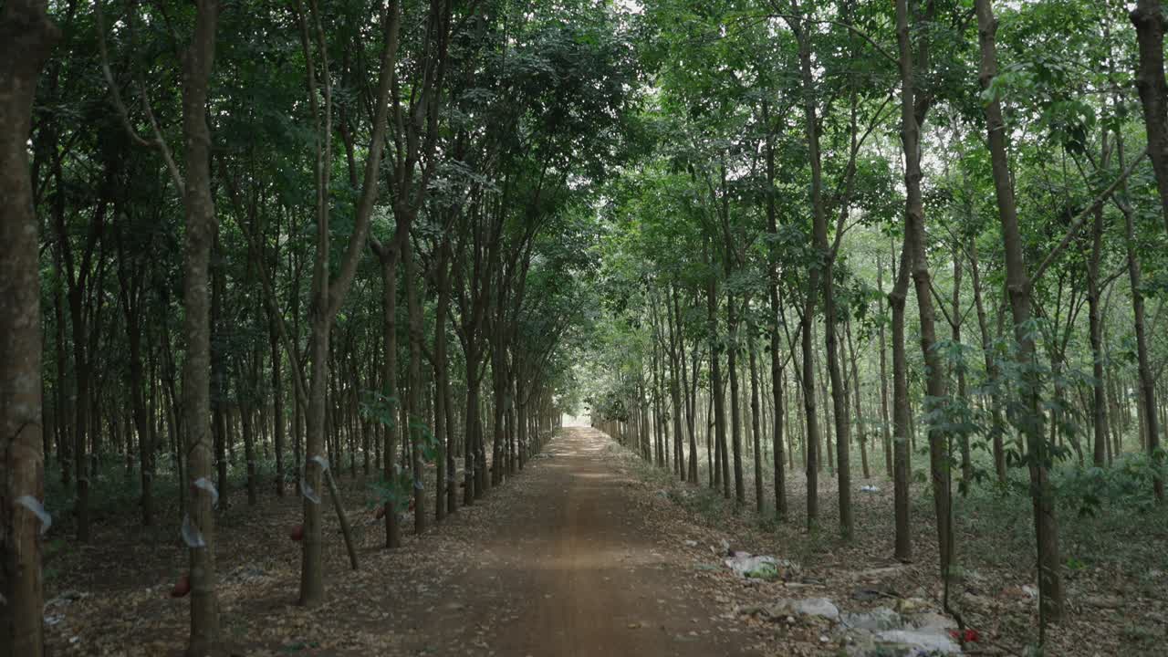 Rubber Plantation Alley