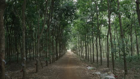 rubber plantation alley