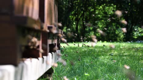 a lot of bees returning to bee hive and entering beehive with collected floral nectar and flower pollen