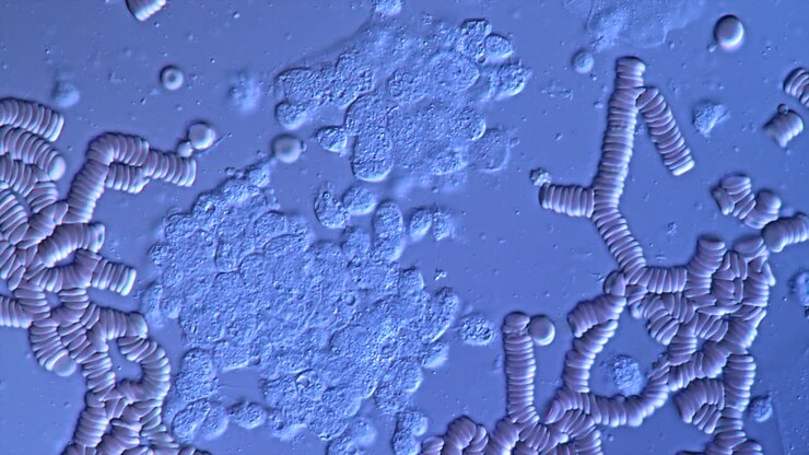 Microscopic View of Red Blood Cells and Rouleaux Formation