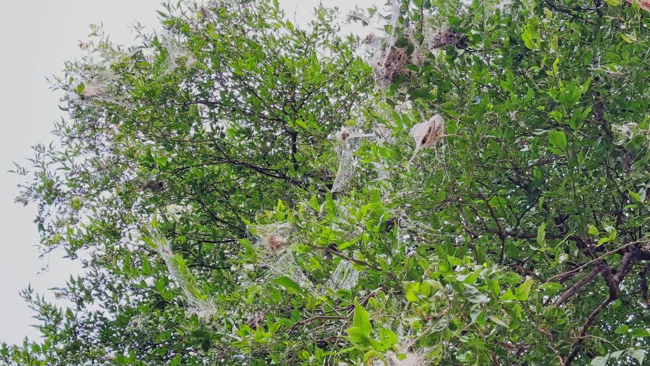 White silky webs formed by fall webworms spread across dense green foliage, creating clustered nests woven tightly between branches in daylight