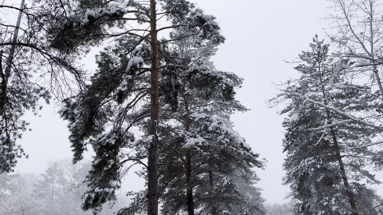 눈 인 소나무 숲