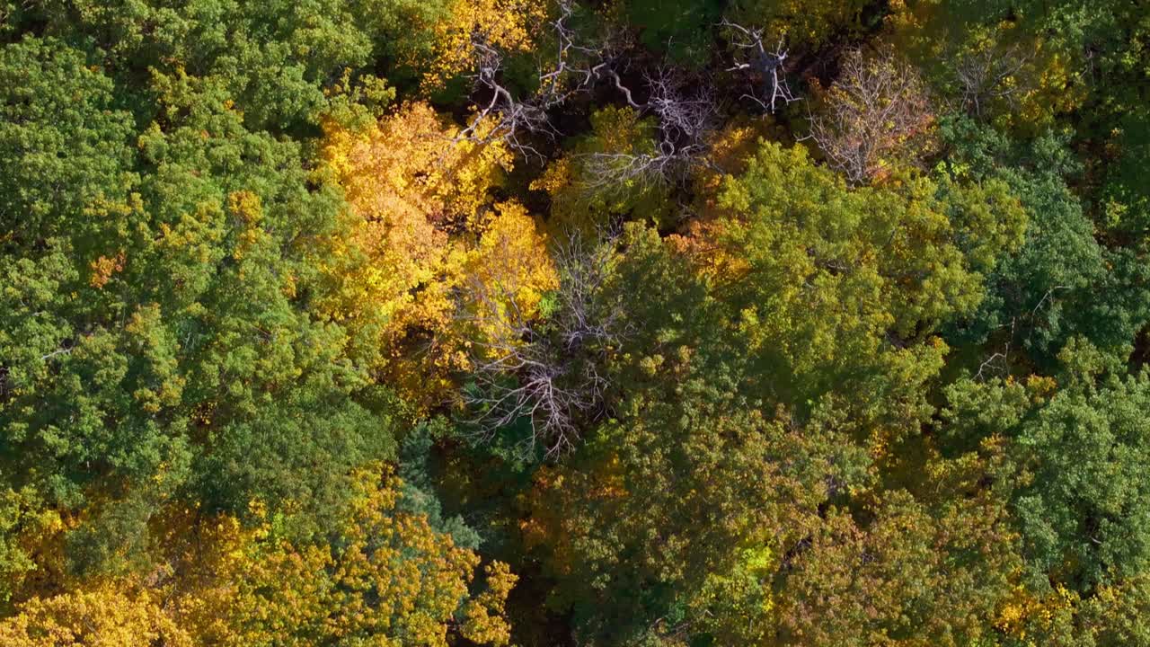 Colorful fall foliage in muskoka with vibrant autumn leaves and lush green trees, aerial view