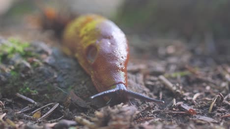 close-up of a slug on the forest floor
