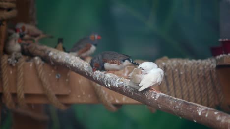 zebra finches in a cage