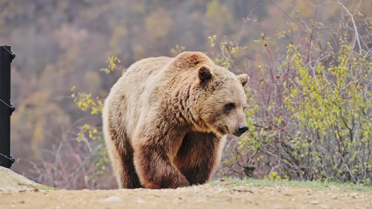 Filmato al rallentatore di orso bruno che esplora la tranquilla riserva naturale di Prishtina