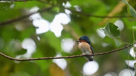 Blick-Nach-Links-Und-Herum,-Während-Etwas-Wind-Die-Bäume-Kurz-Vor-Einbruch-Der-Dunkelheit-Bewegt,-Gebänderter-Eisvogel-Lacedo-Pulchella,-Nationalpark-Kaeng-Krachan,-Thailand