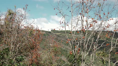 Persimmonbäume-Obstgarten,-Produktion-Der-Lokalen-Obstfarm-Von-Dalat,-Blick-Aufsteigend