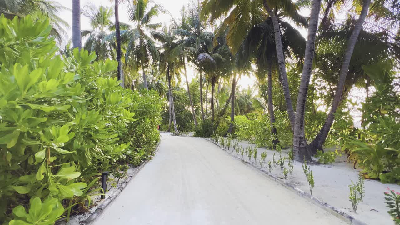 Relaxing Walk in the maldives on a Sandy Pathway Nestled Amongst Majestic Palm Trees and Take in the Island's Scenic Delights, Soft White Sands and Emerald Green Foliage Above