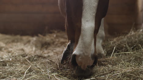 Close-up-of-a-horse-eating-hay.