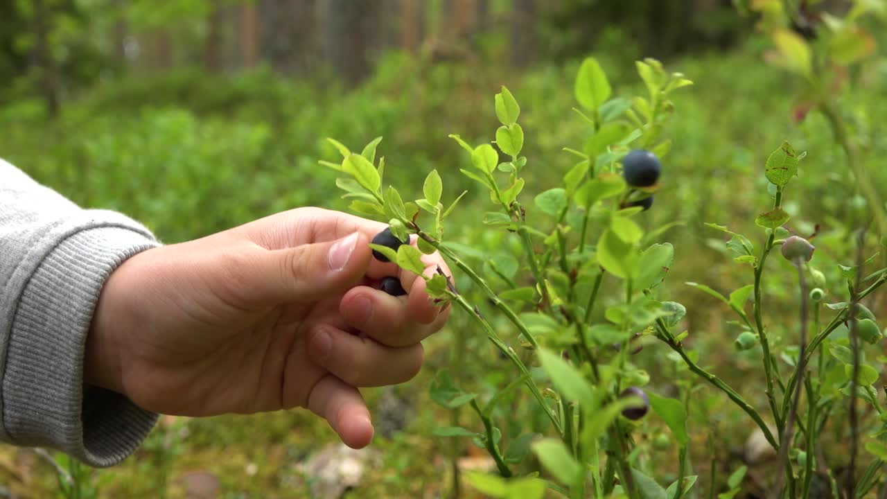 Woman picks wild blueberries with her hands
