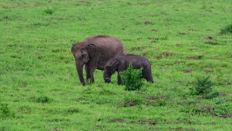 Die-Asiatischen-Elefanten-Sind-Vom-Aussterben-Bedroht-Und-Sie-Sind-Auch-In-Thailand-Beheimatet