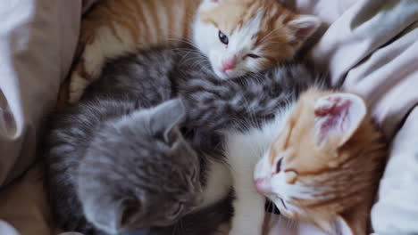 three sleeping kittens