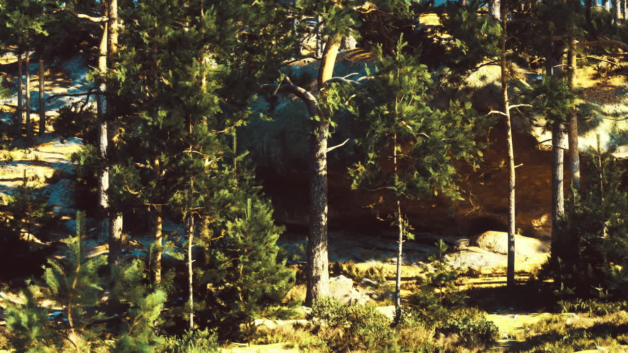 Morning light filters through tall pine trees in a serene forest landscape