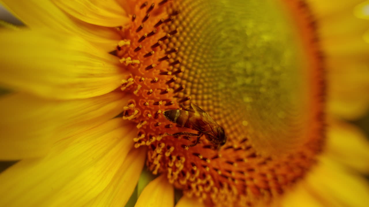 Honey bee collecting nectar from sunflower disc florets, close up view of sunflower disc florets, Natural pollination by bees, close up view of bee pollination